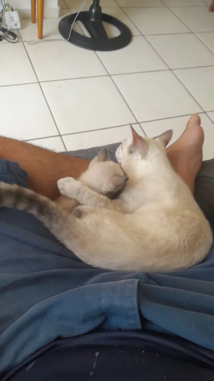 Gato raça SRD-ViraLata idade 2 a 6 meses nome Mia e Miau