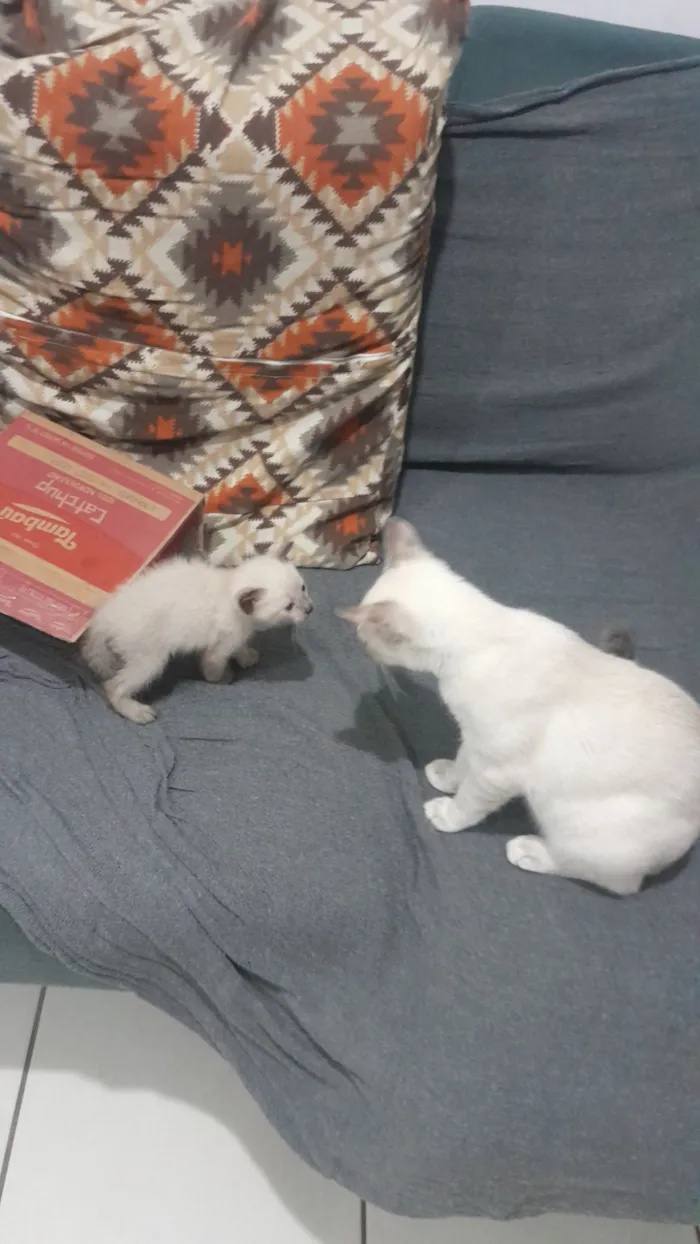 Gato raça SRD-ViraLata idade 2 a 6 meses nome Mia e Miau
