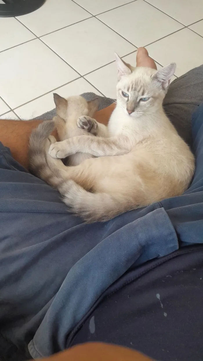 Mia e Miau