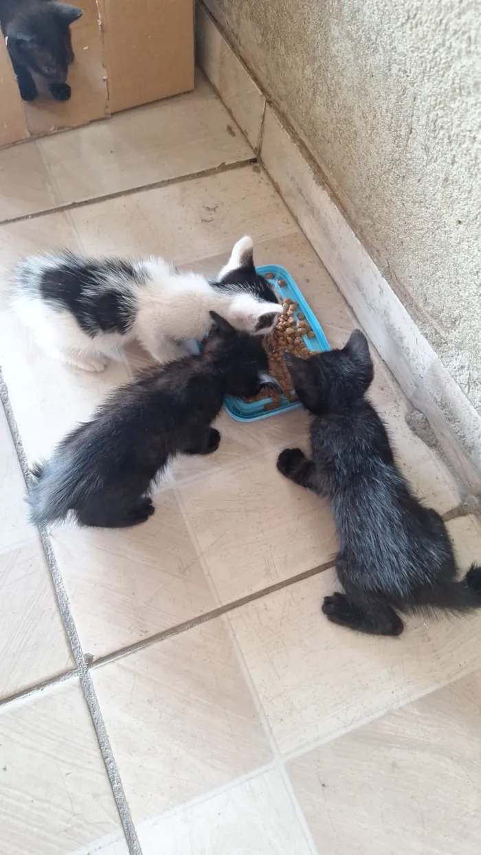 Gato raça SRD-ViraLata idade 2 a 6 meses nome Gato