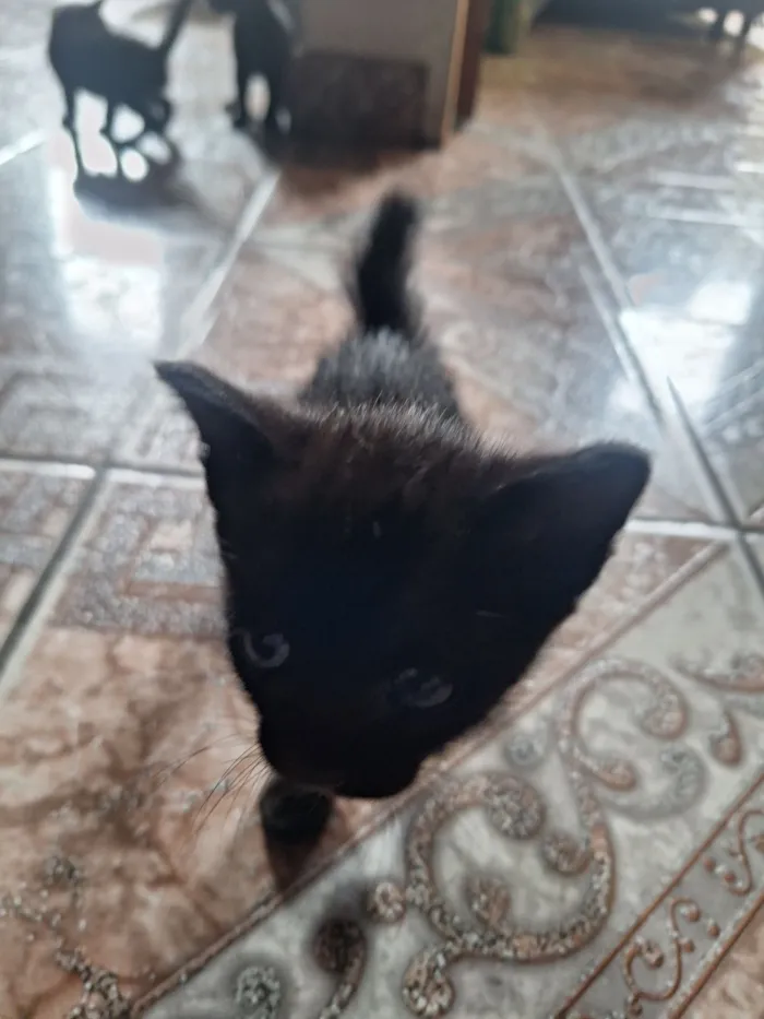 Gato raça SRD-ViraLata idade 2 a 6 meses nome Gato