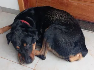 Cachorro raça Rottweiler idade 6 ou mais anos nome Kiti