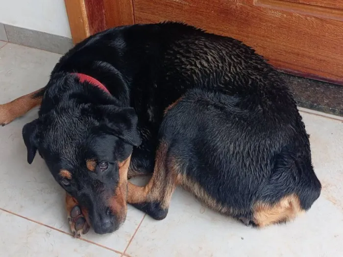 Cachorro raça Rottweiler idade 6 ou mais anos nome Kiti