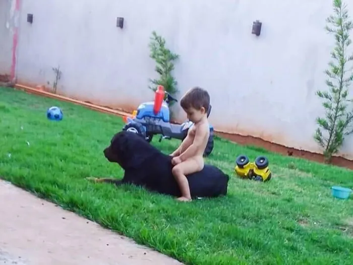 Cachorro raça Rottweiler idade 6 ou mais anos nome Kiti