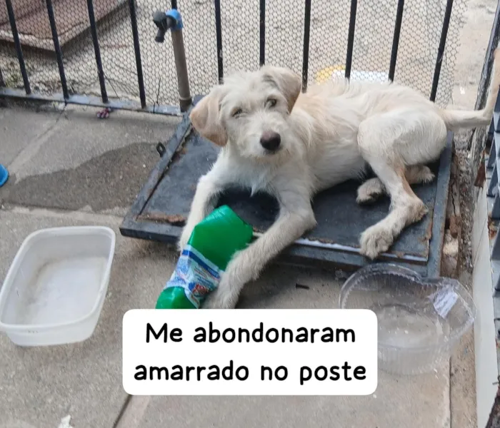 Cachorro raça SRD-ViraLata idade 7 a 11 meses nome Gasparzinho