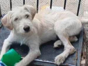Cachorro raça SRD-ViraLata idade 7 a 11 meses nome Gasparzinho