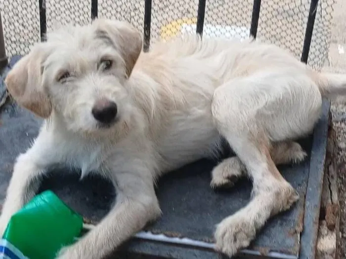 Cachorro raça SRD-ViraLata idade 7 a 11 meses nome Gasparzinho