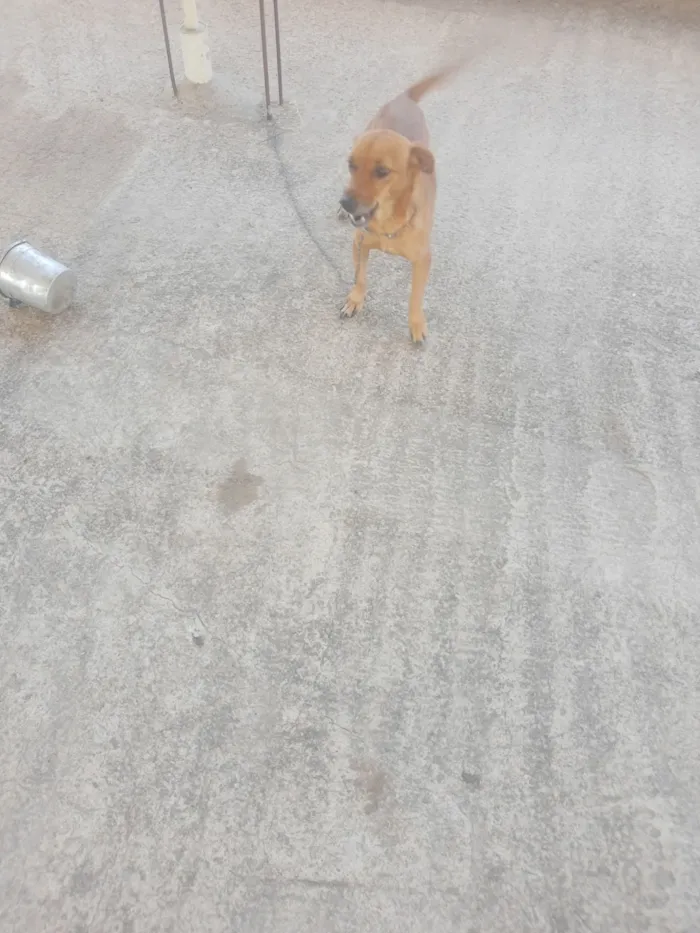 Cachorro raça SRD-ViraLata idade 2 a 6 meses nome Psiu. 