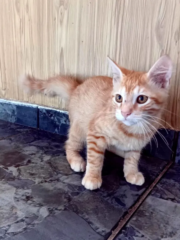 Gato raça SRD-ViraLata idade 2 a 6 meses nome Pandora