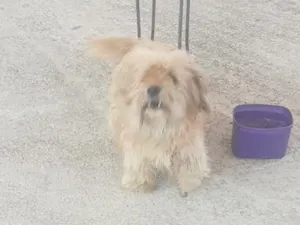 Cachorro raça SRD-ViraLata idade 2 anos nome Lara