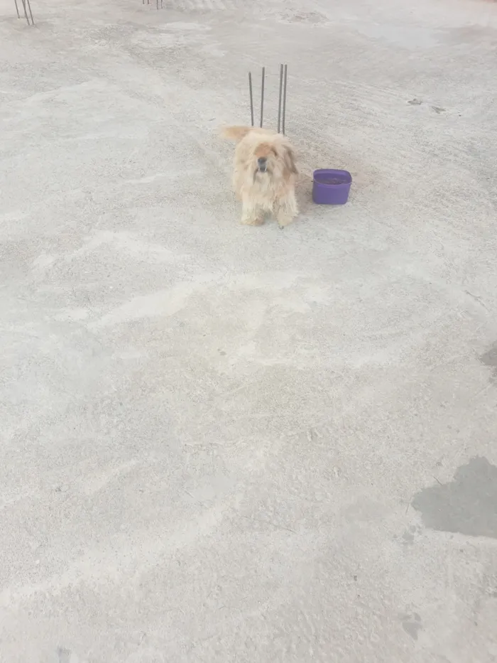 Cachorro raça SRD-ViraLata idade 2 anos nome Lara