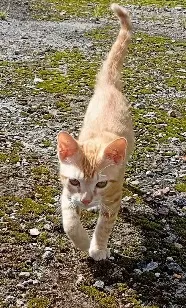 Gato raça SRD-ViraLata idade 2 a 6 meses nome Mel