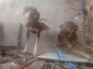 Cachorro raça SRD-ViraLata idade 1 ano nome Chocolate, Natasha 