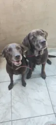 Cachorro raça Labrador idade 6 ou mais anos nome Meg e Thor 