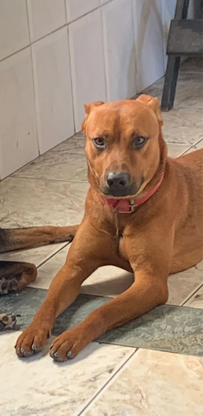 Cachorro raça SRD-ViraLata idade 2 anos nome Lukc