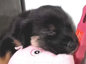 Cachorro raça Rottweiler idade 2 a 6 meses nome Bonnie 