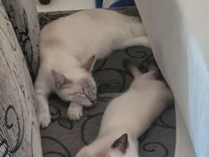 Gato raça SRD-ViraLata idade 2 a 6 meses nome Mia e Miau