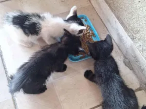 Gato raça SRD-ViraLata idade 2 a 6 meses nome Gato