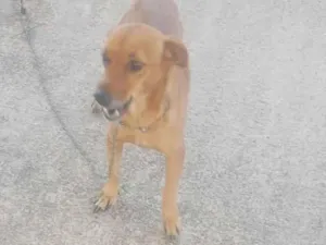 Cachorro raça SRD-ViraLata idade 2 a 6 meses nome Psiu. 