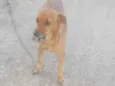 Cachorro raça SRD-ViraLata idade 2 a 6 meses nome Psiu. 