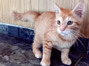 Gato raça SRD-ViraLata idade 2 a 6 meses nome Pandora