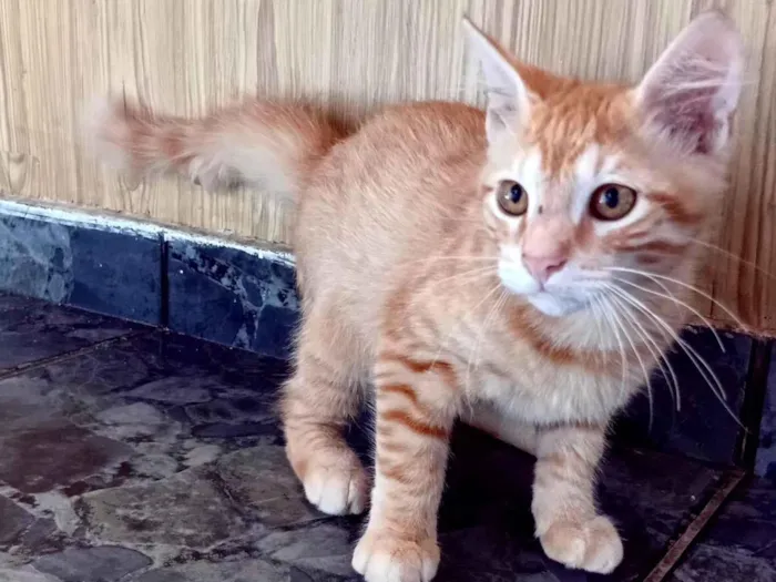 Gato raça SRD-ViraLata idade 2 a 6 meses nome Pandora