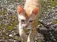 Gato raça SRD-ViraLata idade 2 a 6 meses nome Mel