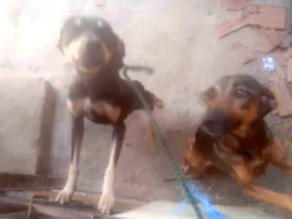 Cachorro raça SRD-ViraLata idade 1 ano nome Chocolate, Natasha 