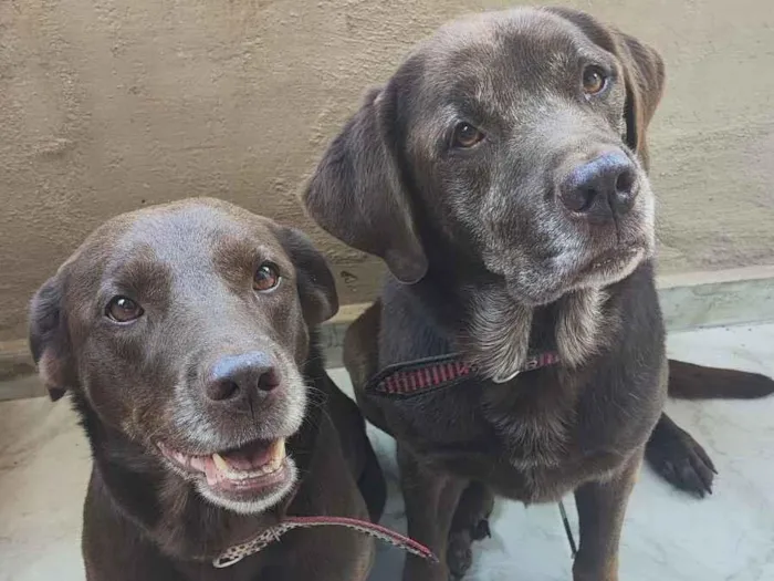 Cachorro raça Labrador idade 6 ou mais anos nome Meg e Thor 