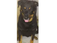 Cachorro raça Rottweiler idade 5 anos nome Preto