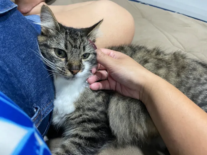 Gato raça SRD-ViraLata idade 2 anos nome Lobo 