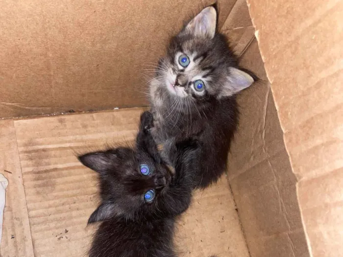 Gato raça SRD-ViraLata idade 2 a 6 meses nome vitoria 