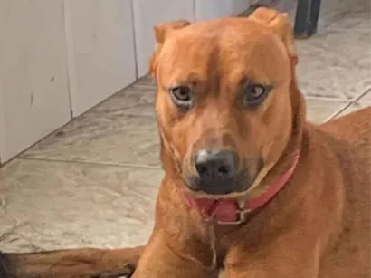Cachorro raça SRD-ViraLata idade 2 anos nome Lukc