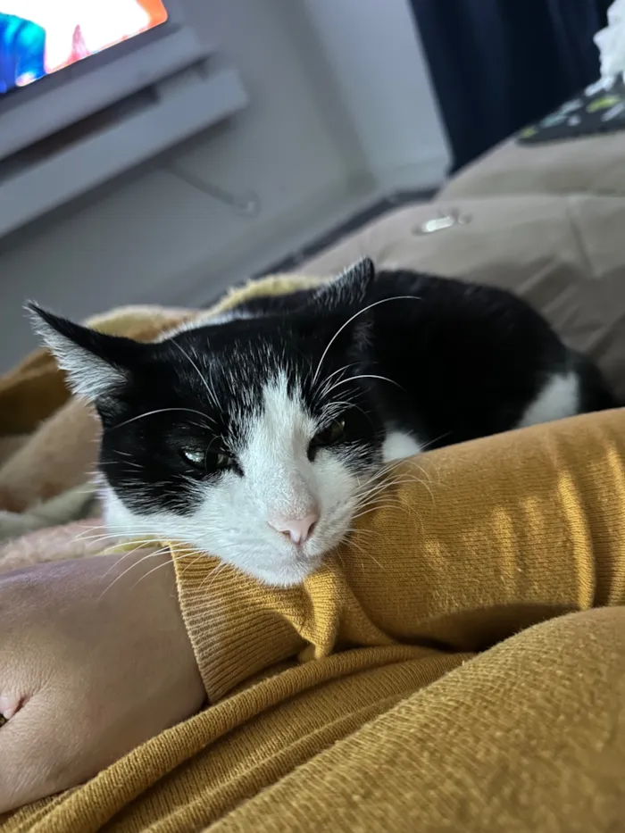 Gato raça SRD-ViraLata idade 2 a 6 meses nome Tequila 