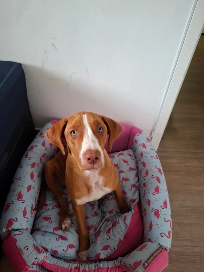 Cachorro raça Pit-Bull idade 2 a 6 meses nome Mayla