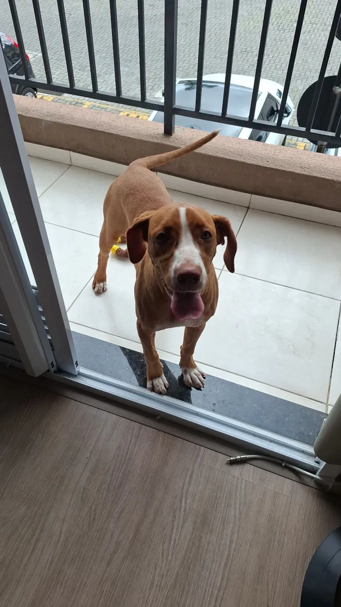 Cachorro raça Pit-Bull idade 2 a 6 meses nome Mayla