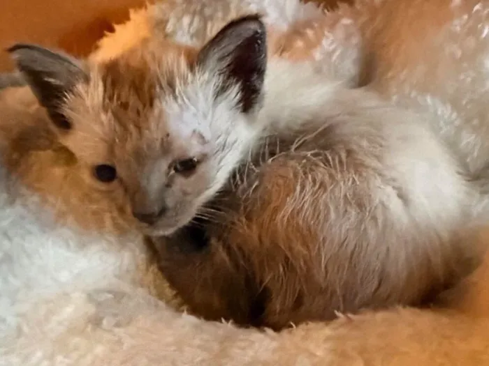 Gato raça SRD-ViraLata idade Abaixo de 2 meses nome PITOCO