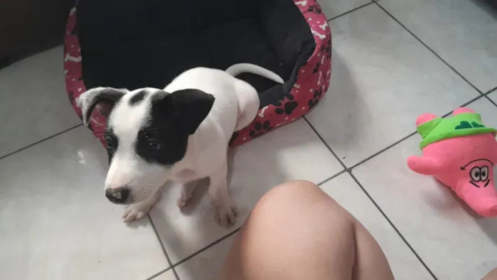 Cachorro raça SRD-ViraLata idade Abaixo de 2 meses nome lORE