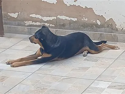 Cachorro raça SRD-ViraLata idade 3 anos nome Sky