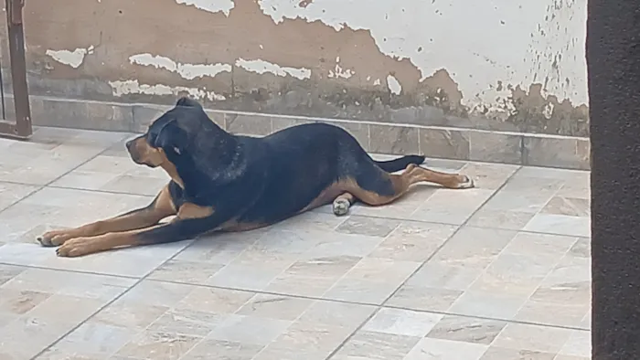 Cachorro raça SRD-ViraLata idade 3 anos nome Sky
