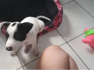 Cachorro raça SRD-ViraLata idade Abaixo de 2 meses nome lORE