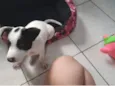 Cachorro raça SRD-ViraLata idade Abaixo de 2 meses nome lORE