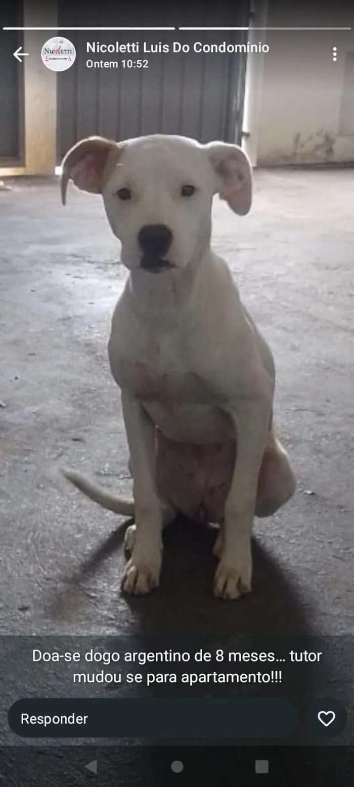 Cachorro raça Dogue Alemão idade 7 a 11 meses nome Penélope 