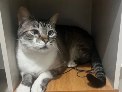 Gato raça SRD-ViraLata idade 5 anos nome Angelino (Nino) 