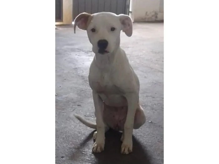 Cachorro raça Dogue Alemão idade 7 a 11 meses nome Penélope 