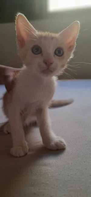 Gato raça SRD-ViraLata idade 2 a 6 meses nome Pipoca