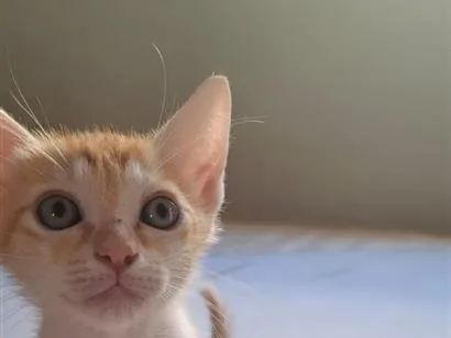 Gato raça SRD-ViraLata idade 2 a 6 meses nome Pudim
