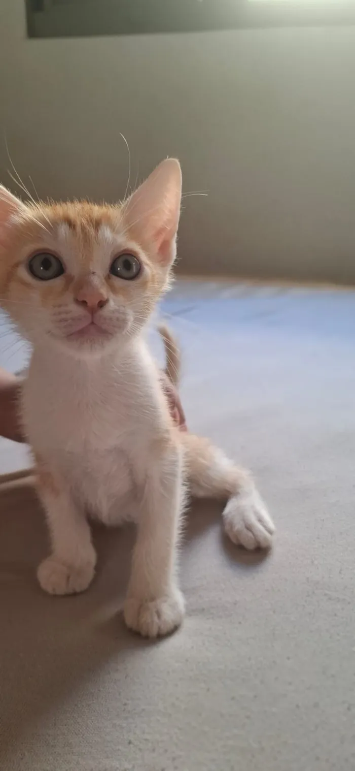 Gato raça SRD-ViraLata idade 2 a 6 meses nome Pudim