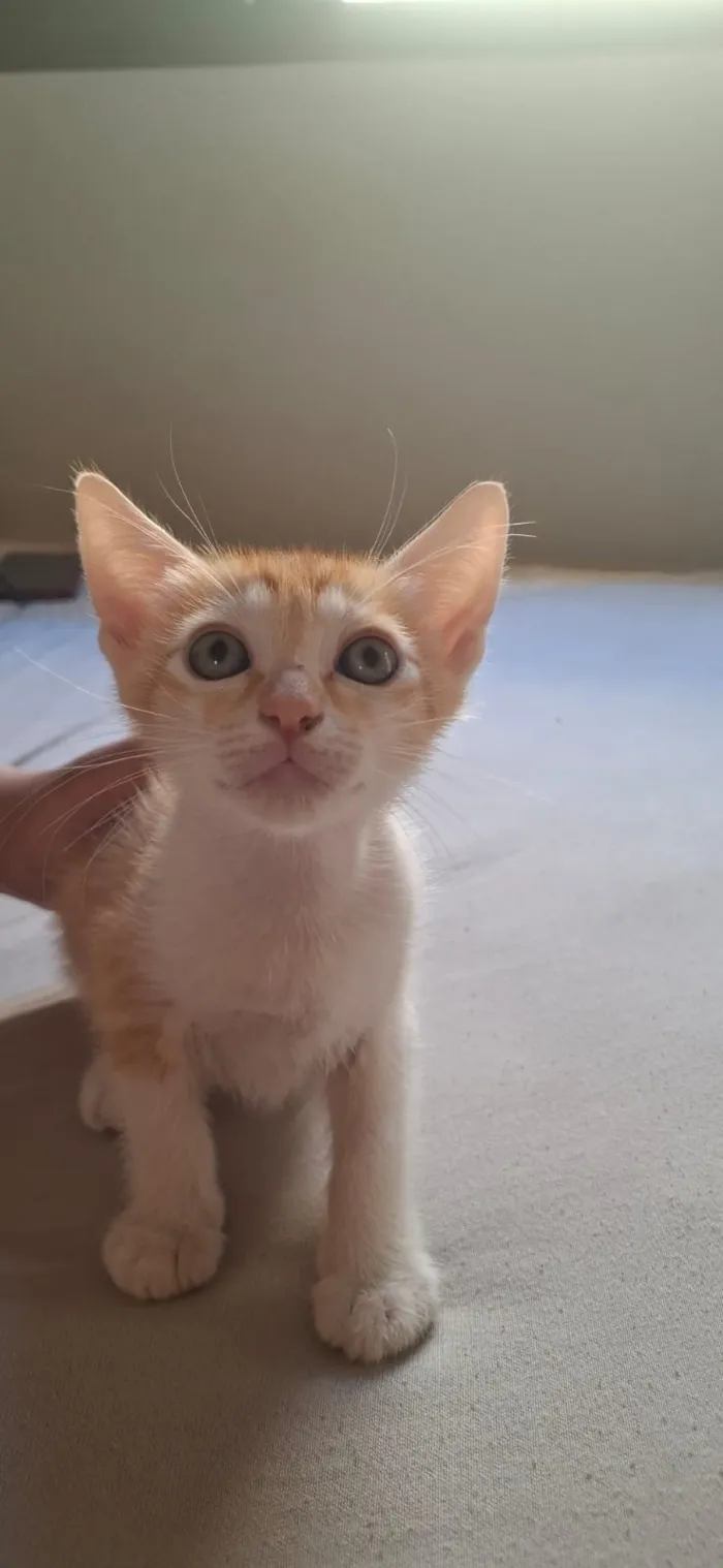 Gato raça SRD-ViraLata idade 2 a 6 meses nome Pudim