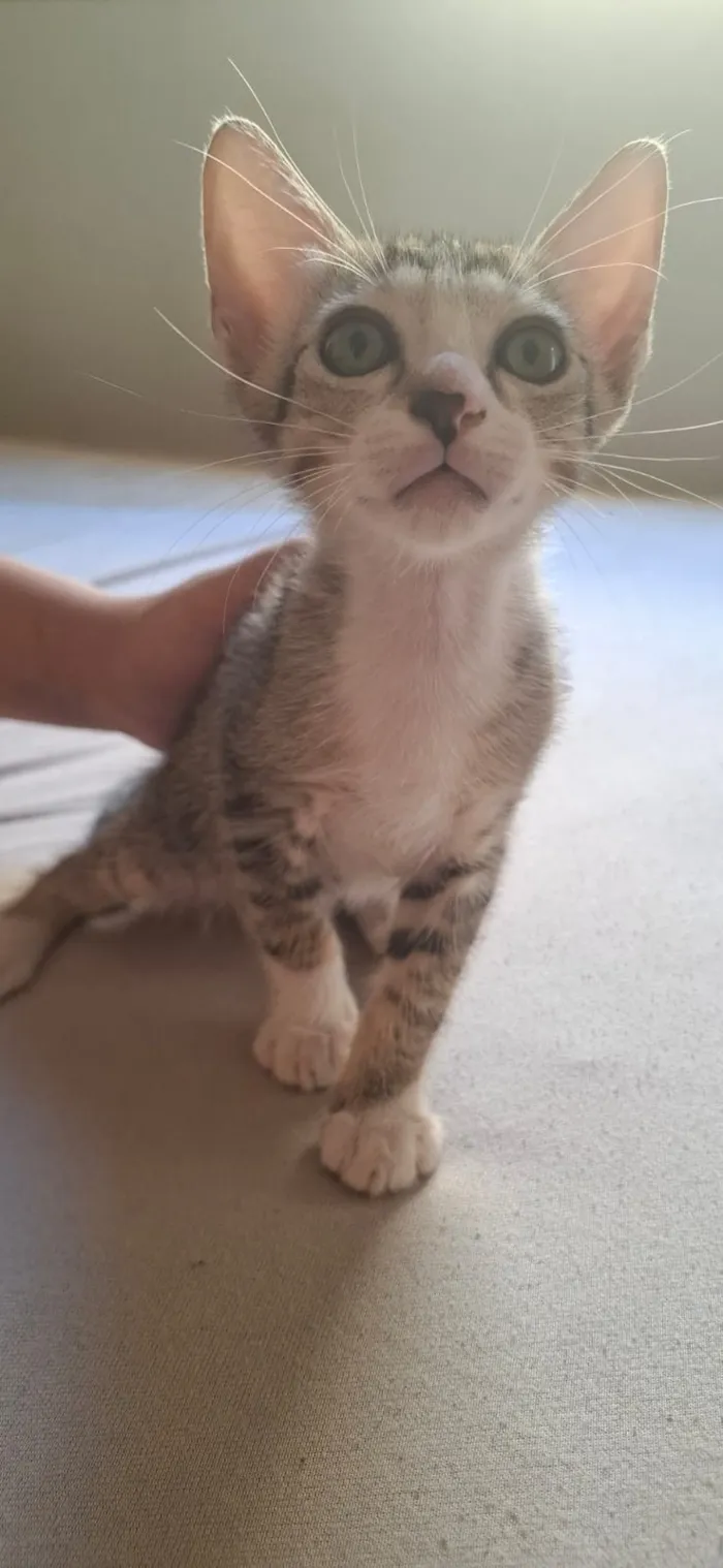 Gato raça SRD-ViraLata idade 2 a 6 meses nome Sushi